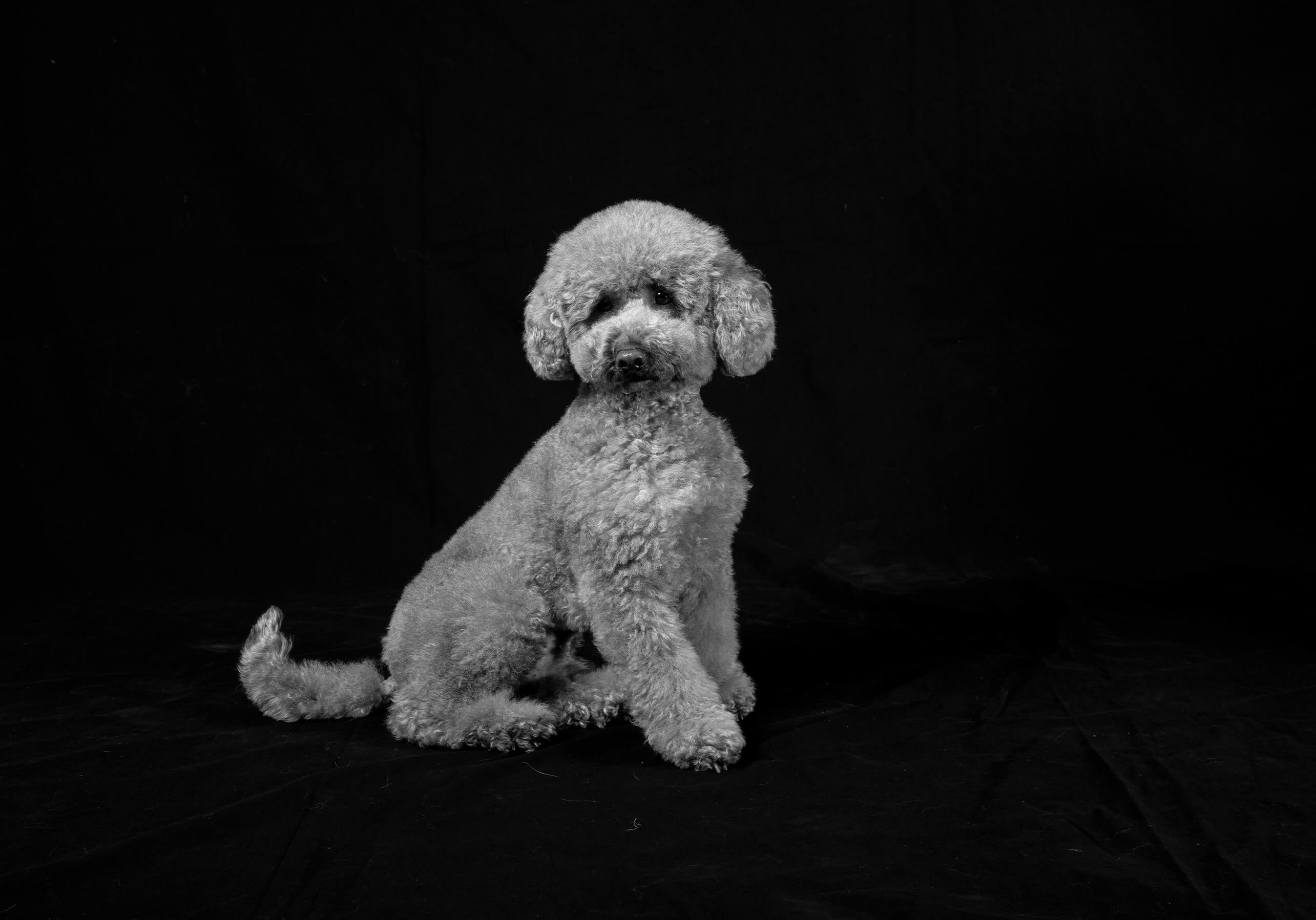 <p>PET'S DAY<br>IL GIORNO DEDICATO AI TUOI COMPAGNI PELOSI</p> - immagine 4