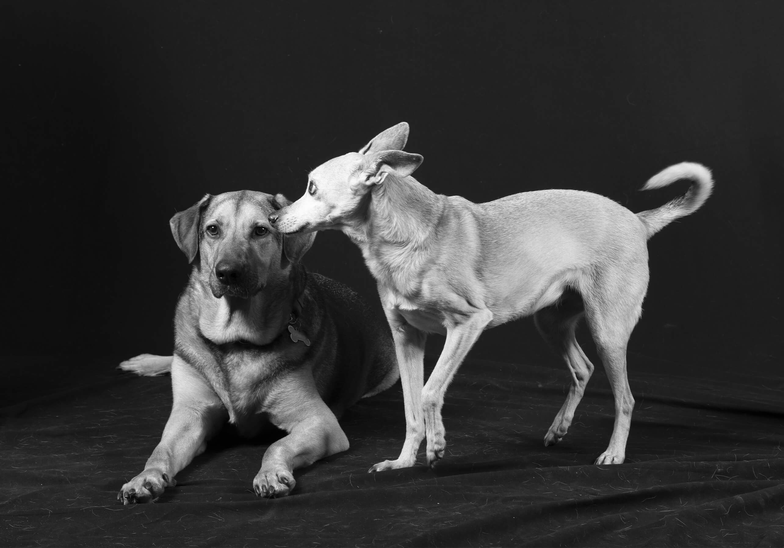 <p>PET'S DAY<br>IL GIORNO DEDICATO AI TUOI COMPAGNI PELOSI</p> - immagine 8
