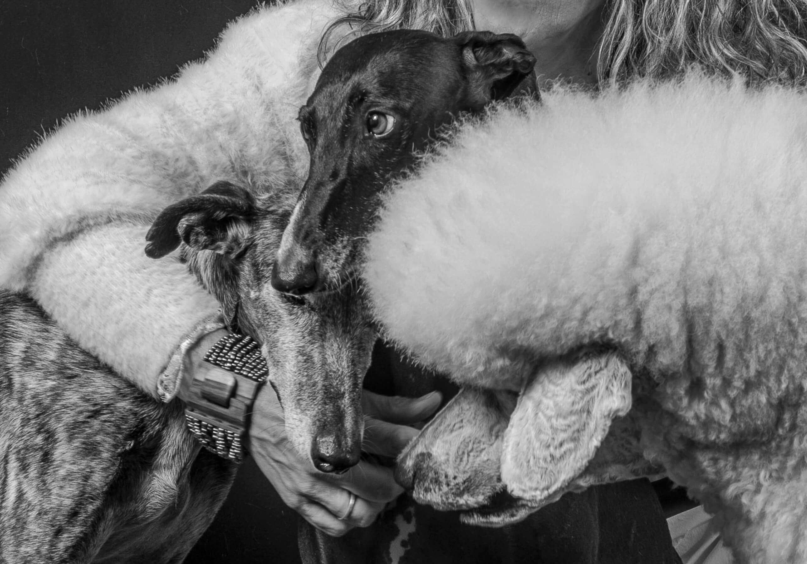 <p>PET'S DAY<br>IL GIORNO DEDICATO AI TUOI COMPAGNI PELOSI</p> - immagine 11