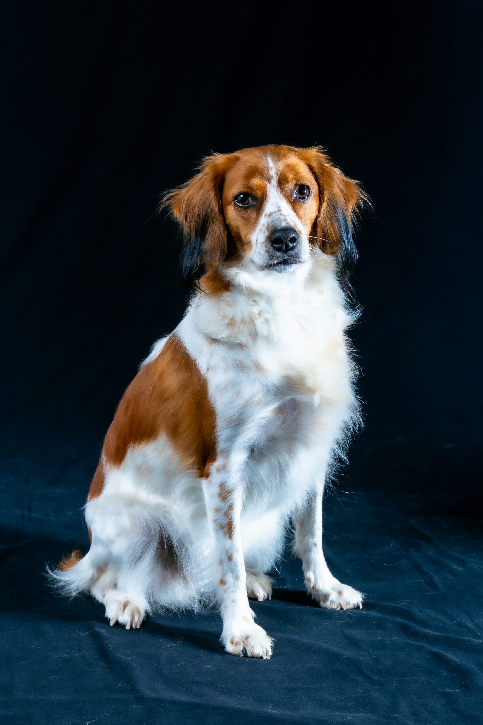 <p>PET'S DAY<br>IL GIORNO DEDICATO AI TUOI COMPAGNI PELOSI</p> - immagine 2