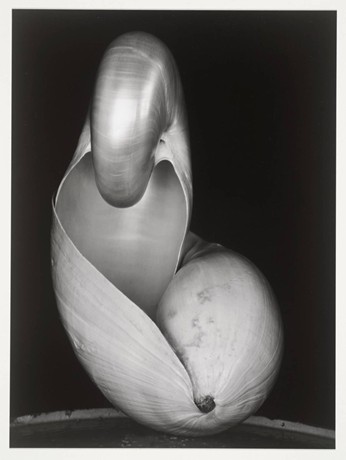 Edward Weston